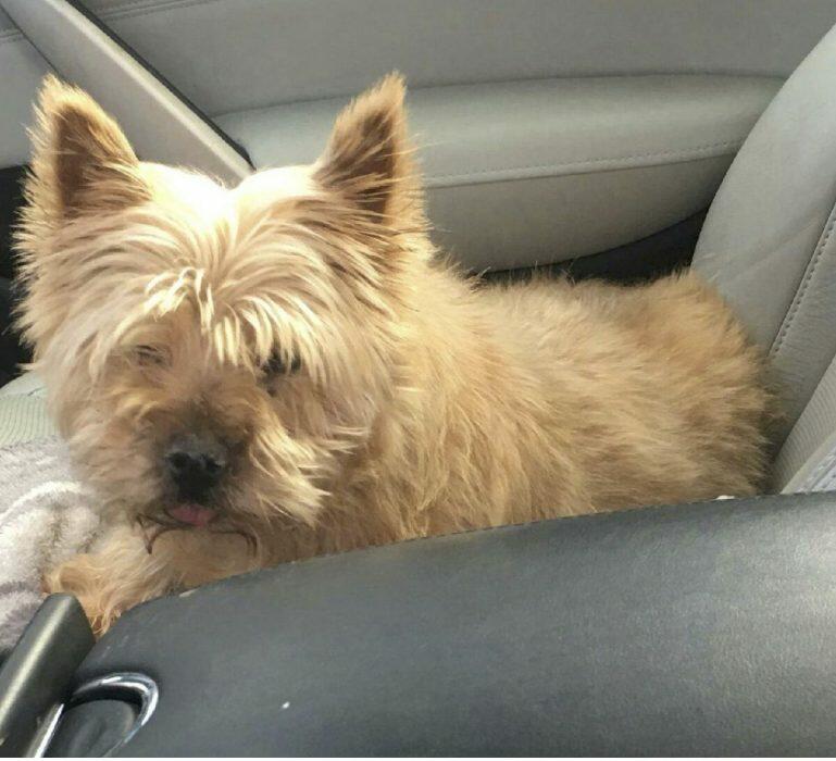 Rosie leaving the shelter with Booth