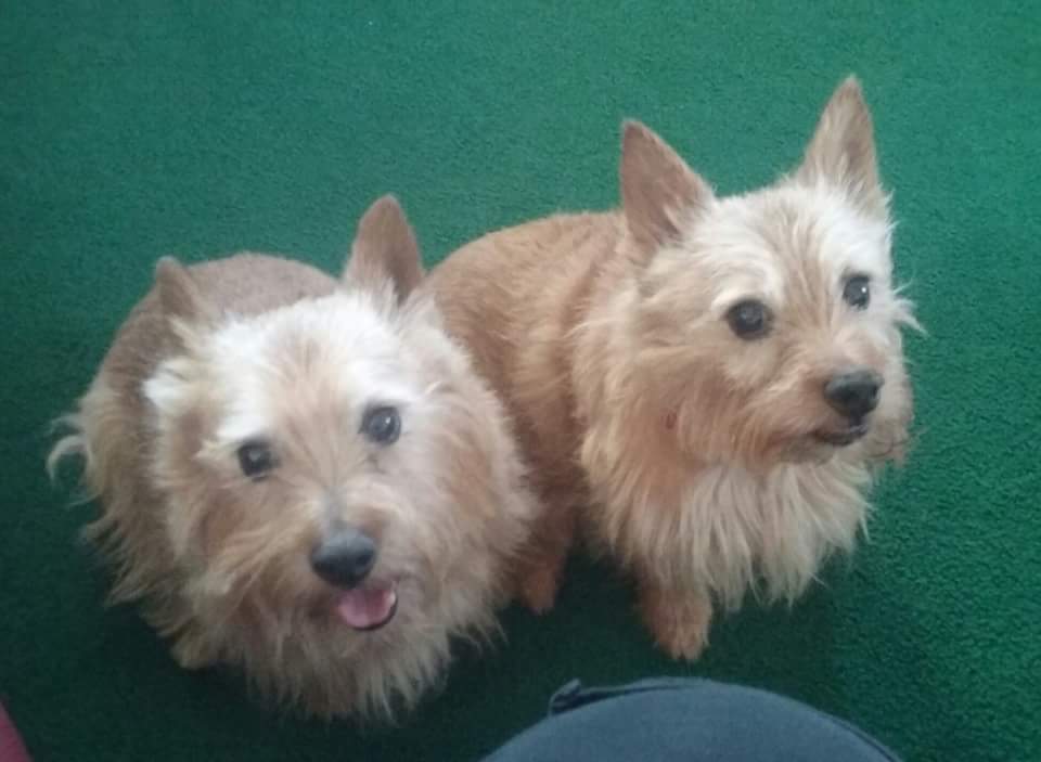elder boys rescue