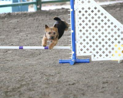 BiBi photo from Mensona KC Agility Trial 4_15_18 high resolution (1)