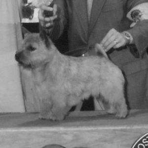 joe bw