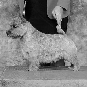 lucy brantfordbw