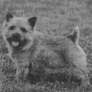 raisin caine